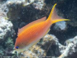 キンギョハナダイ