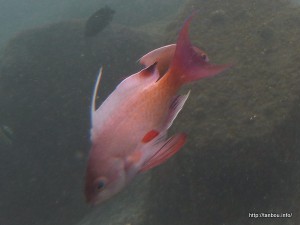 キンギョハナダイ