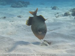 キヘリモンガラ