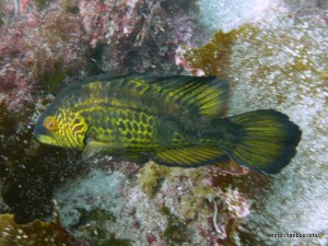 オハグロベラ-1