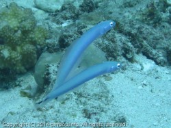 オグロクロユリハゼ