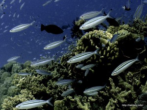 イッセンタカサゴ