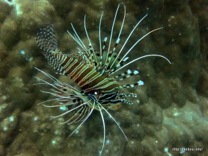 ネッタイミノカサゴ