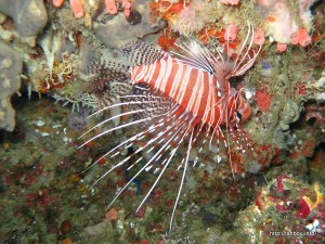 ネッタイミノカサゴ