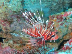 ネッタイミノカサゴ