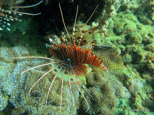 ネッタイミノカサゴ