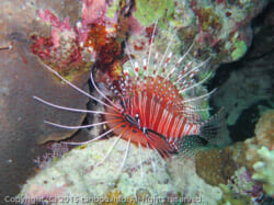 ネッタイミノカサゴ