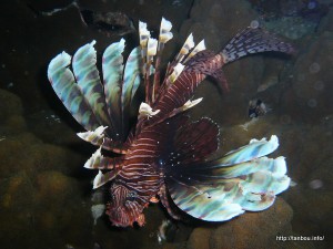 ハナミノカサゴ