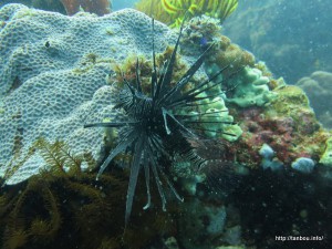 ハナミノカサゴ