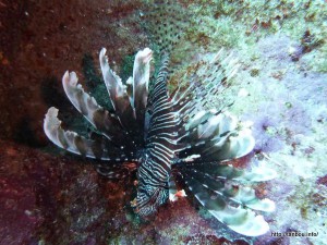 ハナミノカサゴ