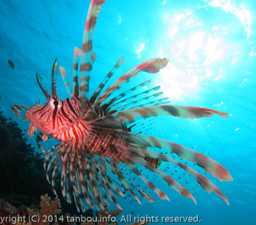 ハナミノカサゴ