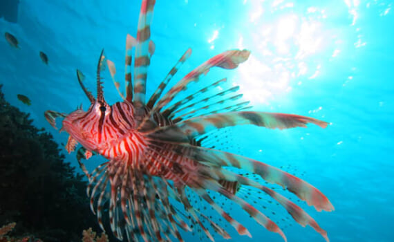 ハナミノカサゴ