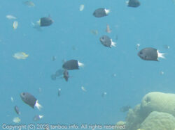 シコクスズメダイ