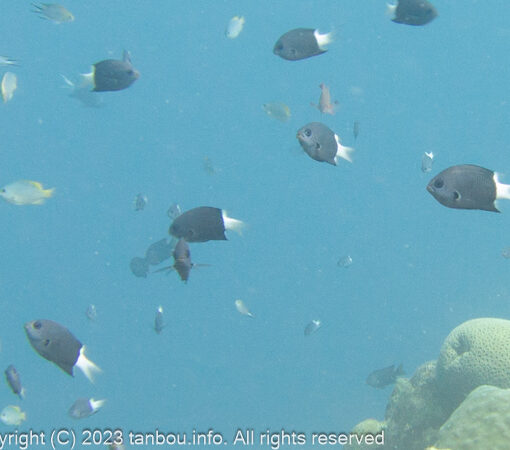 シコクスズメダイ