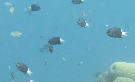 シコクスズメダイ