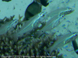 スカシテンジクダイ