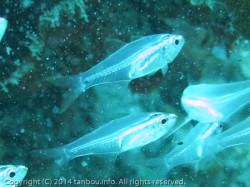 スカシテンジクダイ