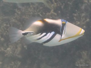 ムラサメモンガラ