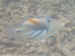 ムラサメモンガラ