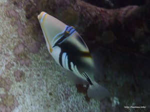 ムラサメモンガラ