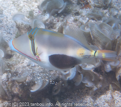 クラカケモンガラ