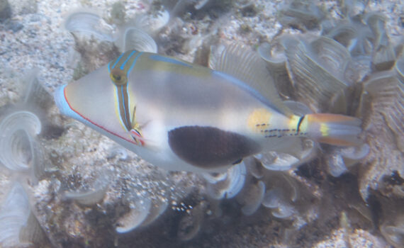 クラカケモンガラ