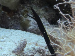 ハナヒゲウツボ