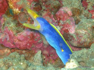 ハナヒゲウツボ