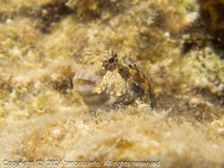 ヤエヤマギンポ