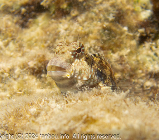 ヤエヤマギンポ