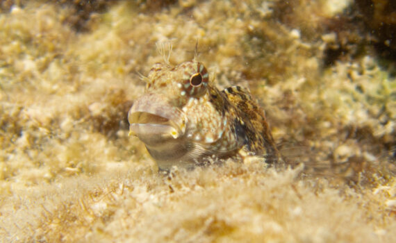 ヤエヤマギンポ