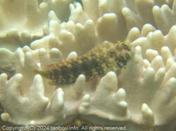 ヤエヤマギンポ