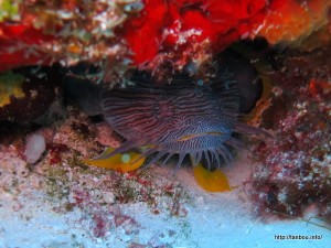 スプレンディッドトードフィッシュ