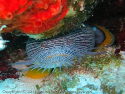 スプレンディッドトードフィッシュ