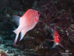 クラカケエビス-1