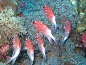 クラカケエビス