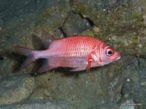 クラカケエビス