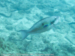 イチモンジブダイ