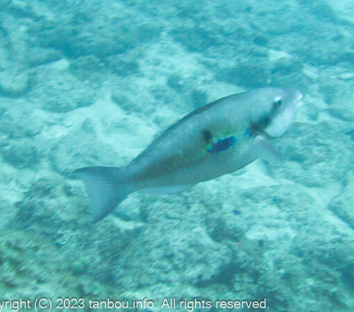 イチモンジブダイ