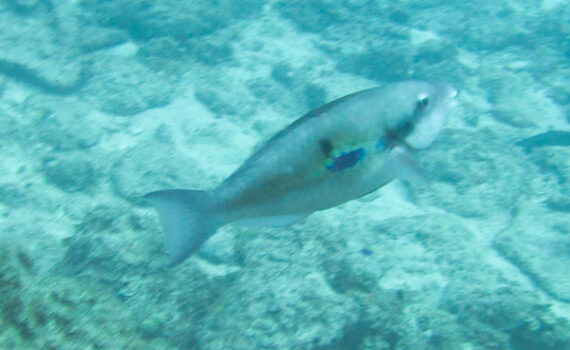 イチモンジブダイ