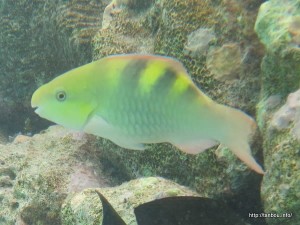 ファイブサドルパロットフィッシュ