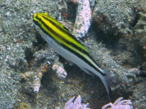 フタスジタマガシラ幼魚