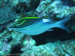 フタスジタマガシラ