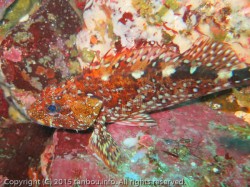 ウッカリカサゴ