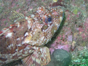 ウッカリカサゴ