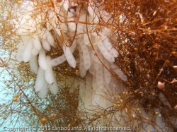 アオリイカ卵嚢