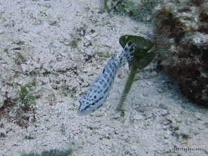 ハーレクインバス