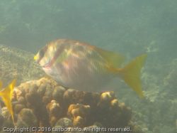 バードスパインフット