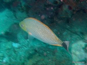 ストリークドスパインフット