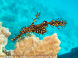 ニシキフウライウオ